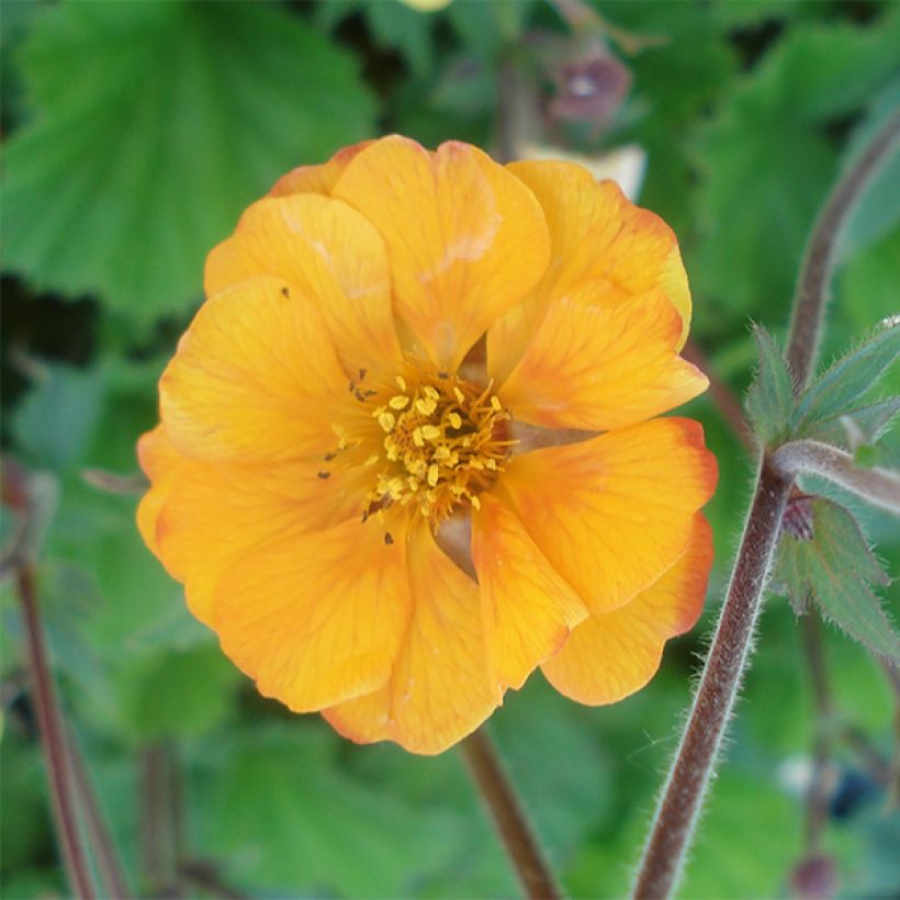 Geum coccineum Karlskaer - Benoîte jaune orangé (Floraison)