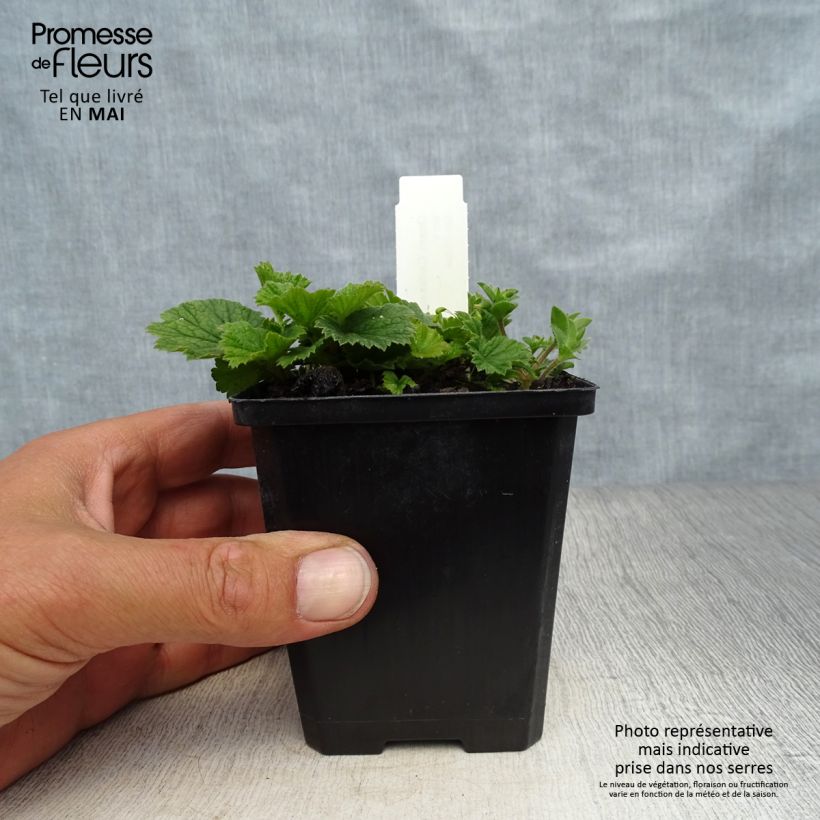 Spécimen de Geum coccineum Karlskaer - Benoîte jaune orangé Godet de 9cm tel que livré au printemps