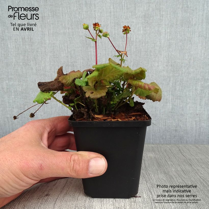 Spécimen de Geum coccineum Koi - Benoîte Godet de 8/9 cm tel que livré au printemps