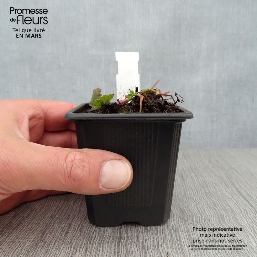 Spécimen de Geum coccineum Red Wings - Benoîte rouge double Godet de 9cm tel que livré au printemps