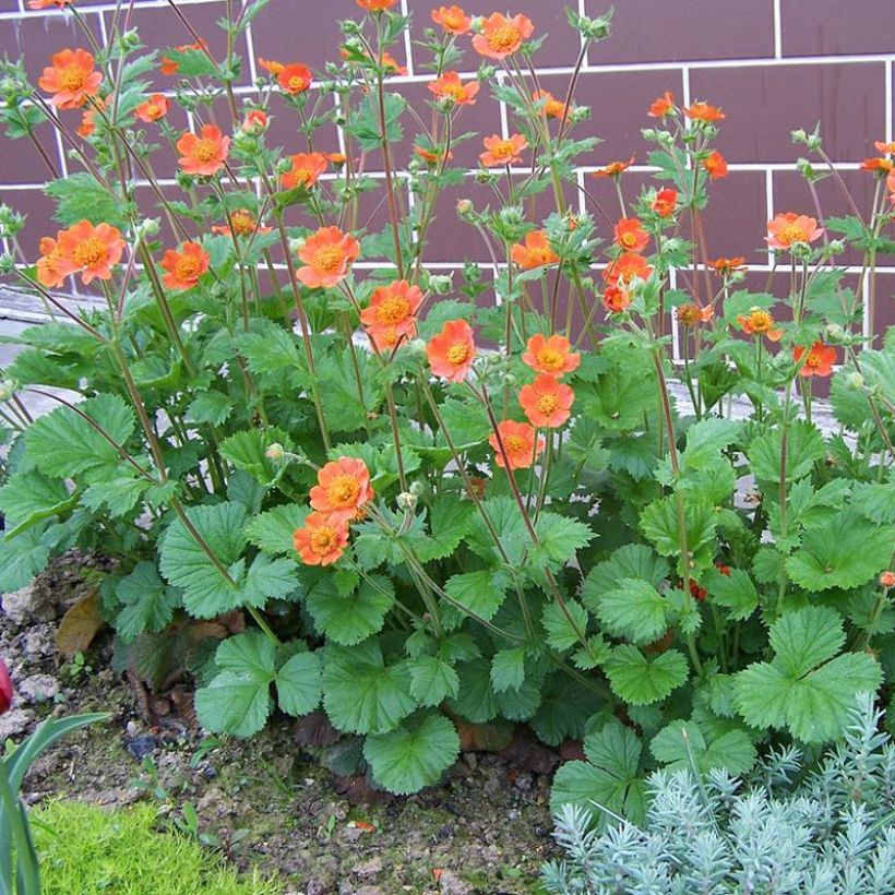 Geum coccineum Werner Arends - Benoîte orange  (Port)