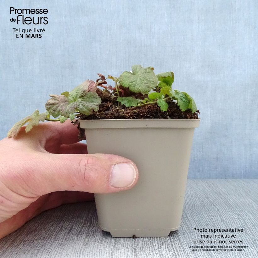 Spécimen de Geum coccineum Werner Arends - Benoîte orange  Godet de 9cm tel que livré au printemps