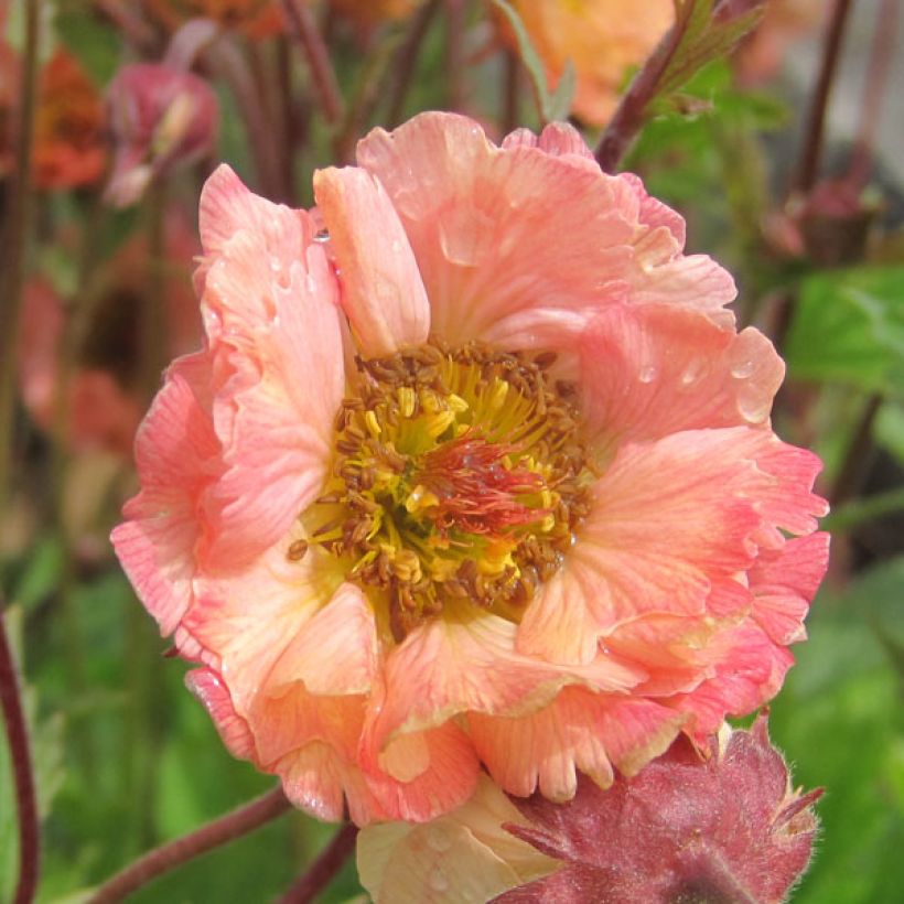 Geum Mai Tai - Benoîte saumon abricot  (Floraison)