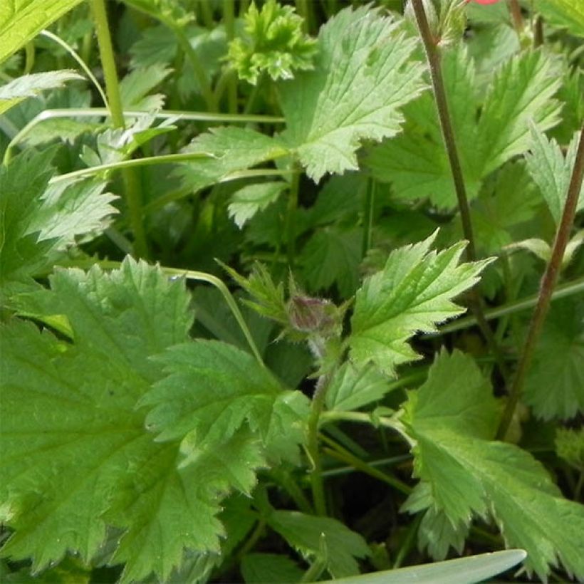 Geum rivale Leonard's Variety - Benoîte des Rives (Feuillage)