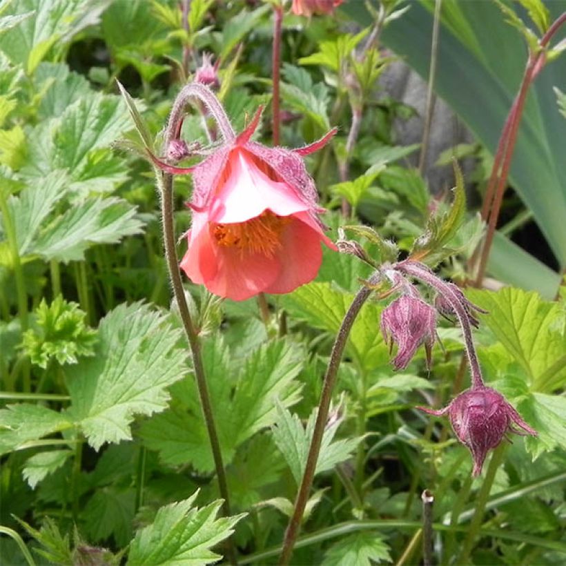 Geum rivale Leonard's Variety - Benoîte des Rives (Floraison)