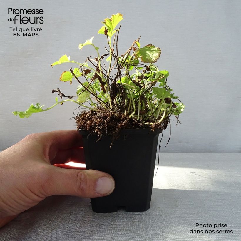 Spécimen de Geum rivale Leonard's Variety - Benoîte des Rives Godet de 7cm tel que livré au printemps
