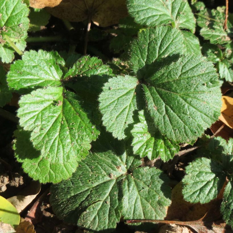 Geum urbanum - Benoîte commune. (Feuillage)