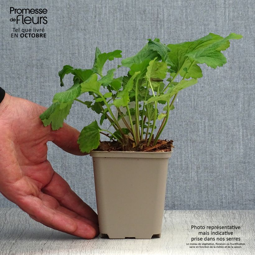 Spécimen de Geum urbanum - Benoîte commune. Godet de 8/9 cm tel que livré en automne