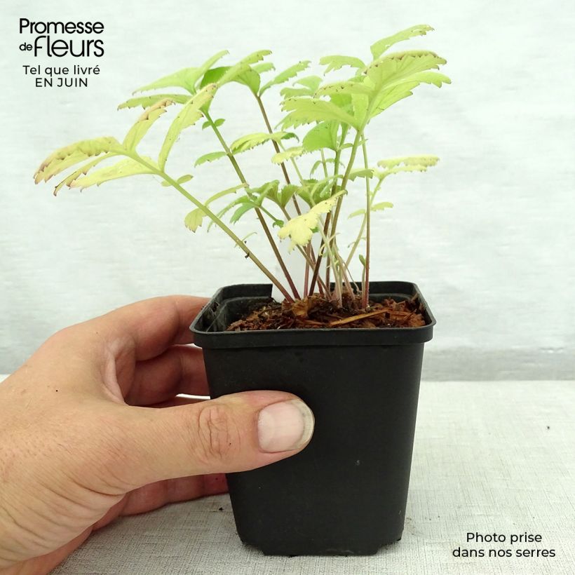 Spécimen de Geum urbanum - Benoîte commune. Godet de 8/9 cm tel que livré en été