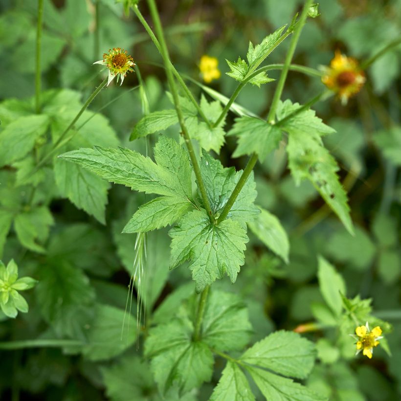 Geum urbanum - Benoîte commune. (Feuillage)