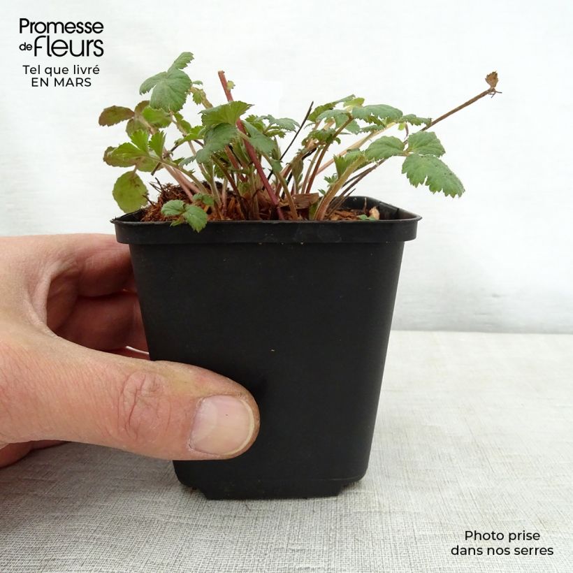 Spécimen de Geum urbanum - Benoîte commune. Godet de 9cm tel que livré au printemps
