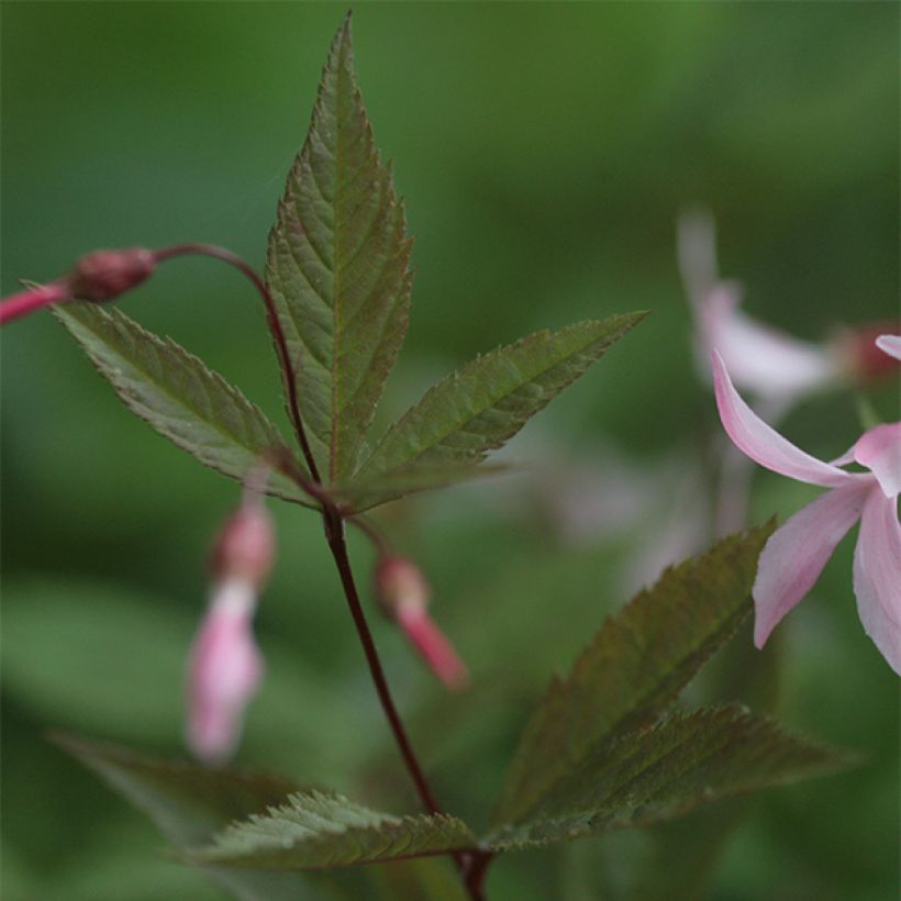Gillenia trifoliata Pink Profusion (Feuillage)