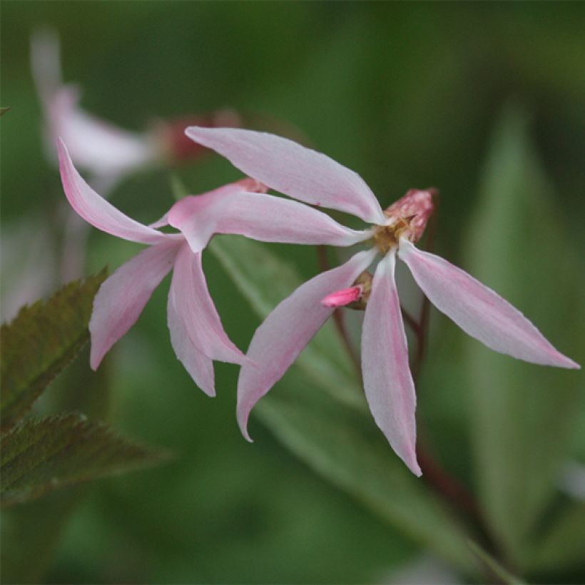 Gillenia trifoliata Pink Profusion (Floraison)