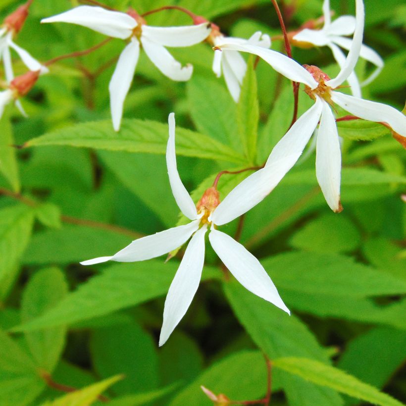 Gillenia trifoliata - Spirée à 3 feuilles (Floraison)