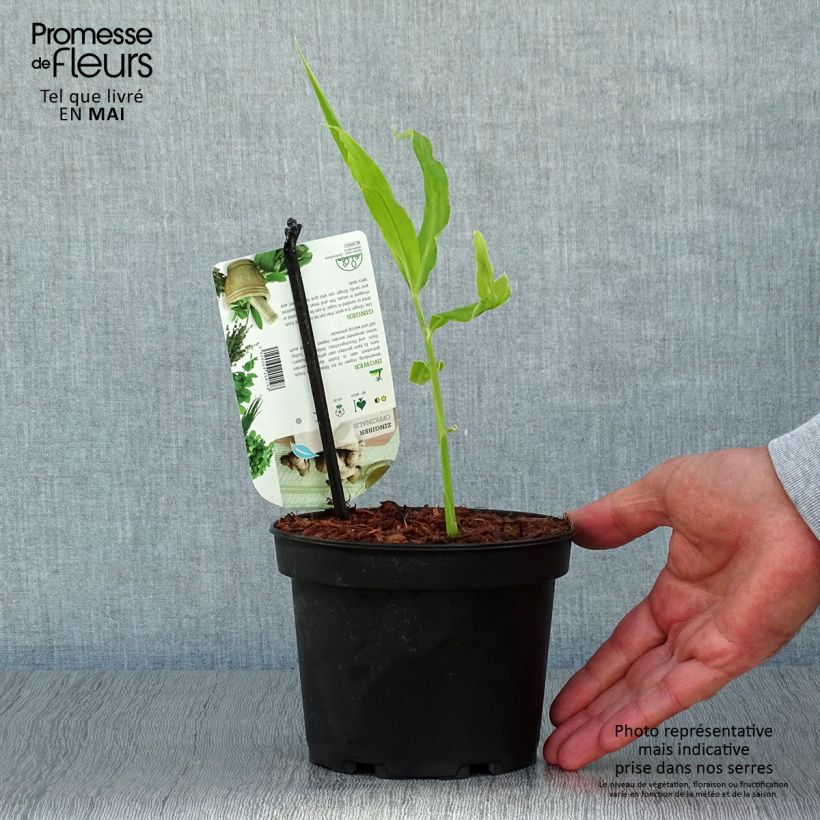 Spécimen de Gingembre - Zingiber officinale pot de 1.5L/2L tel que livré au printemps