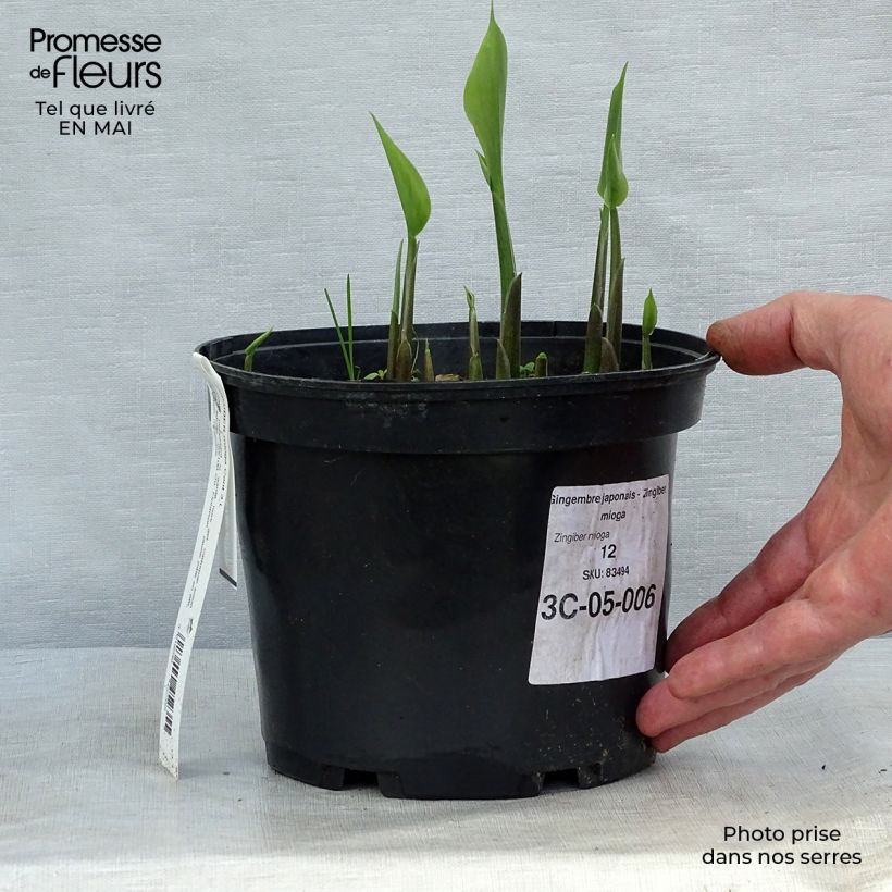 Spécimen de Gingembre japonais - Zingiber mioga Pot de 1.5L/2L tel que livré au printemps