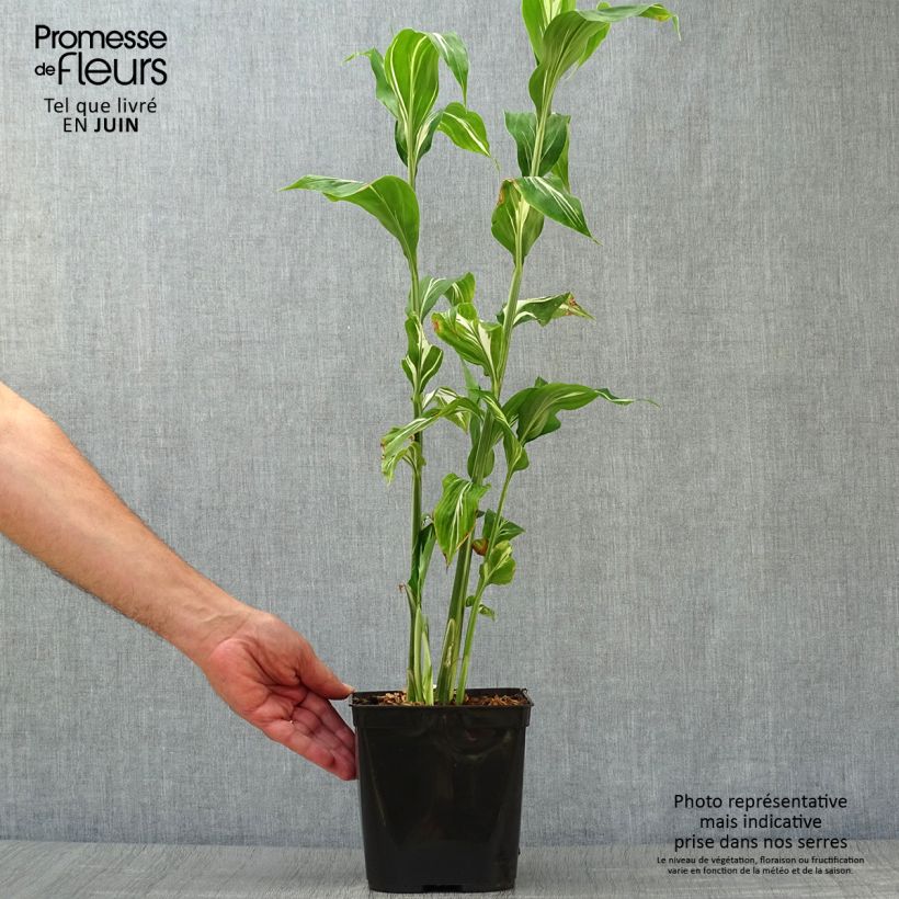 Spécimen de Gingembre japonais - Zingiber mioga Dancing Crane Pot de 3L/4L tel que livré en été