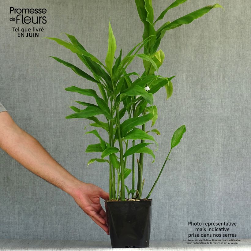 Spécimen de Gingembre japonais - Zingiber mioga Pot de 1,5L/2L tel que livré en été