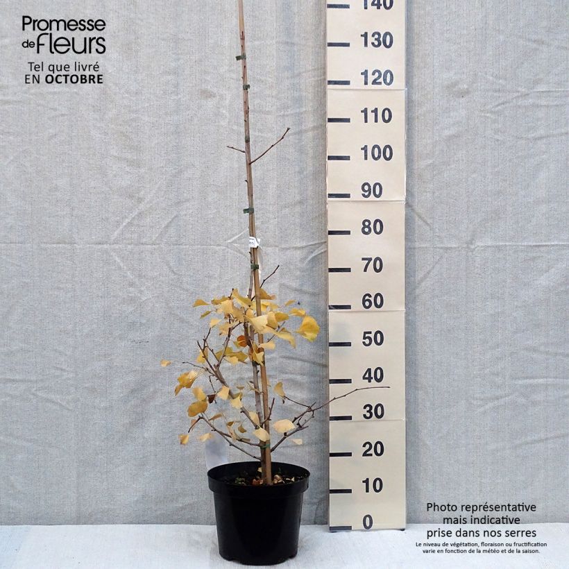 Spécimen de Ginkgo biloba Blagon - Arbre aux quarante écus  Pot de 7,5L/10L tel que livré en automne