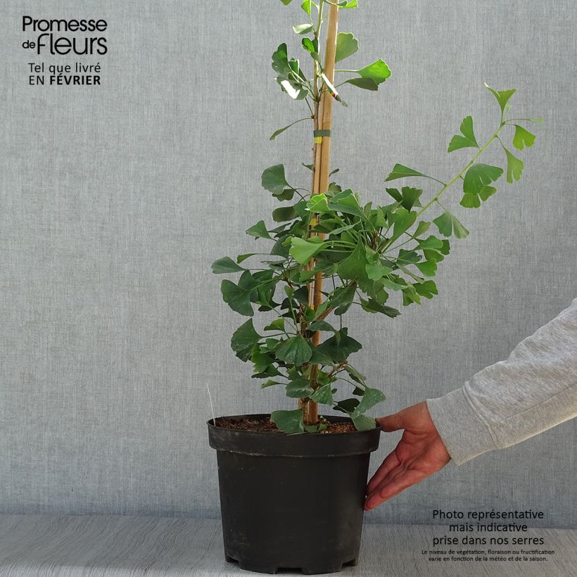 Spécimen de Ginkgo biloba Autumn Gold - Arbre aux quarante écus Pot de 7,5L/10L tel que livré en automne