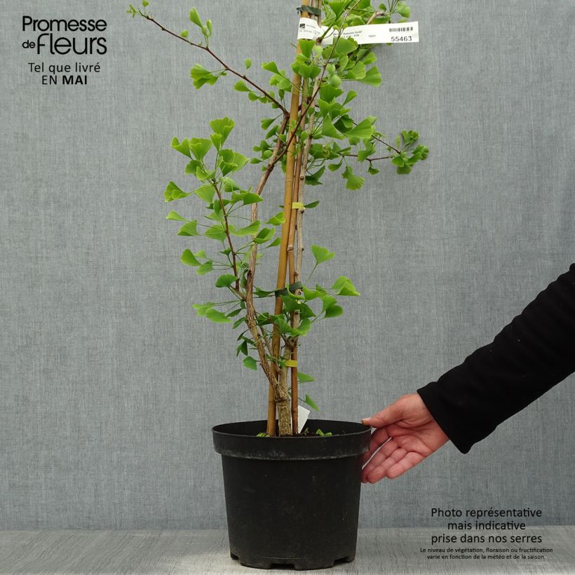 Spécimen de Ginkgo biloba Autumn Gold - Arbre aux quarante écus en pot de 7.5L tel que livré au printemps