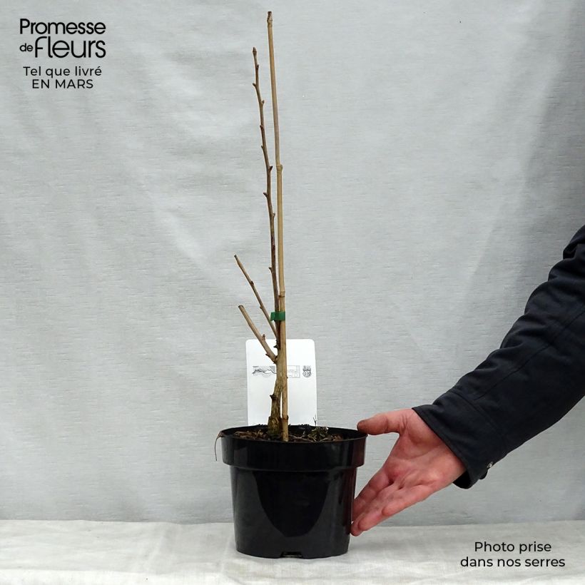 Spécimen de Ginkgo biloba Blagon - Arbre aux quarante écus  Pot de 1,5L/2LHauteur livrée env. 50+cm tel que livré au printemps
