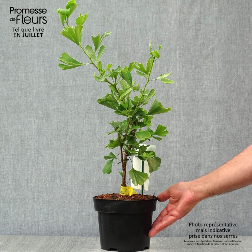 Spécimen de Ginkgo biloba Blagon - Arbre aux quarante écus  Pot de 1,5L/2L tel que livré en été