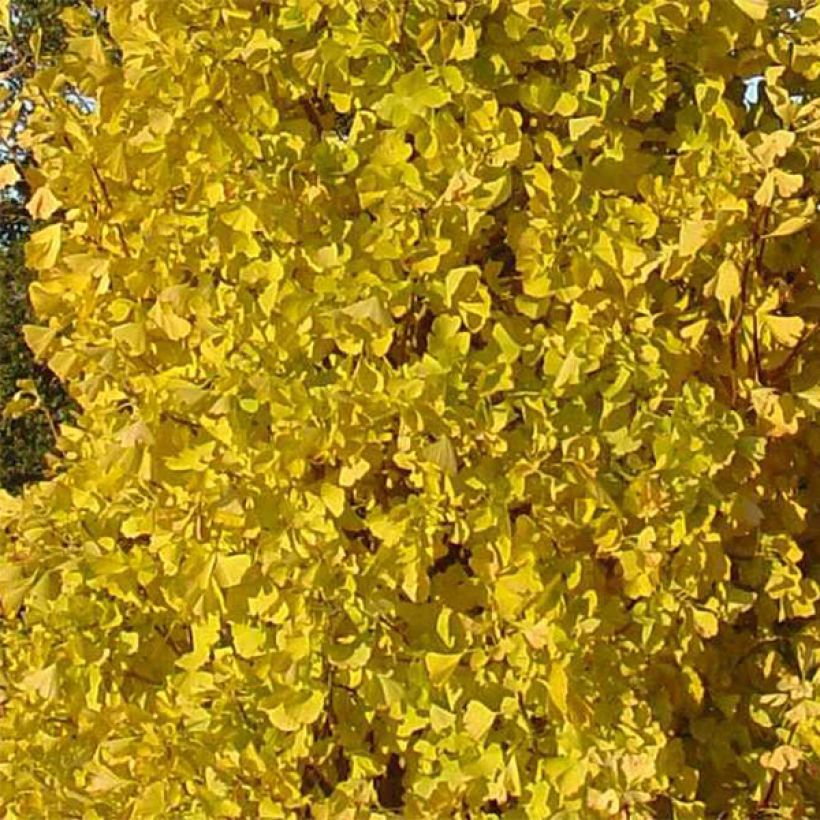 Ginkgo biloba Blagon - Arbre aux quarante écus  (Feuillage)