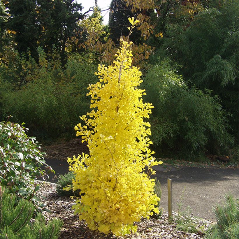 Ginkgo biloba Blagon - Arbre aux quarante écus  (Port)