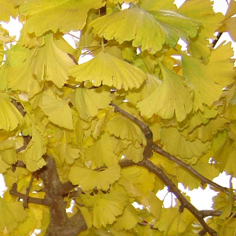 Ginkgo biloba Horizontalis (Feuillage)