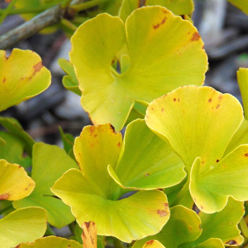 Ginkgo biloba Mariken - Arbre aux quarante écus nain (Feuillage)