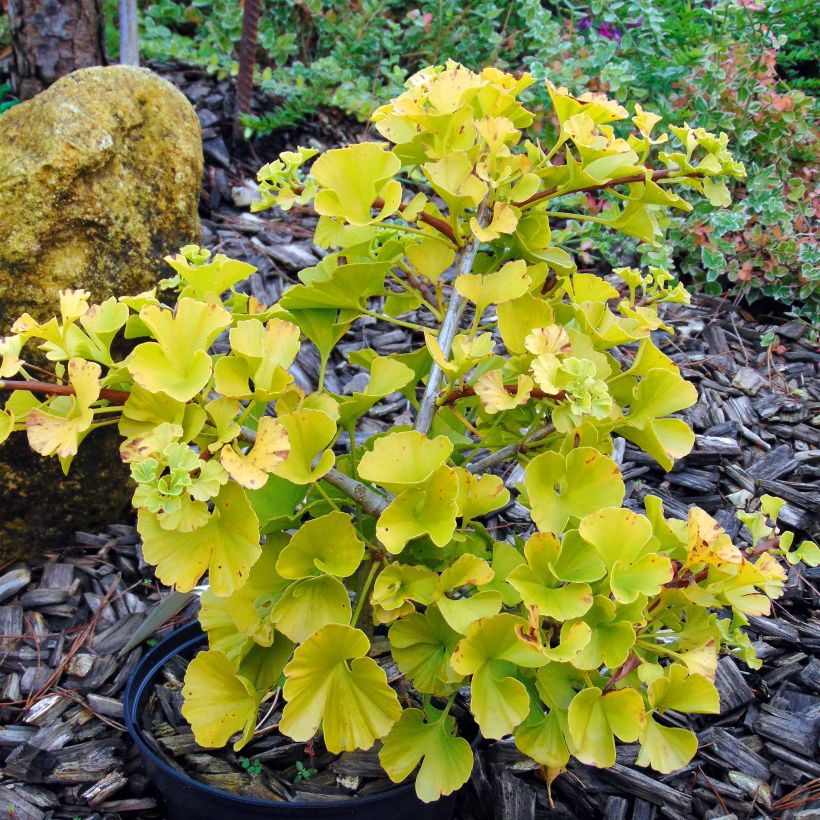 Ginkgo biloba Mariken - Arbre aux quarante écus nain (Port)