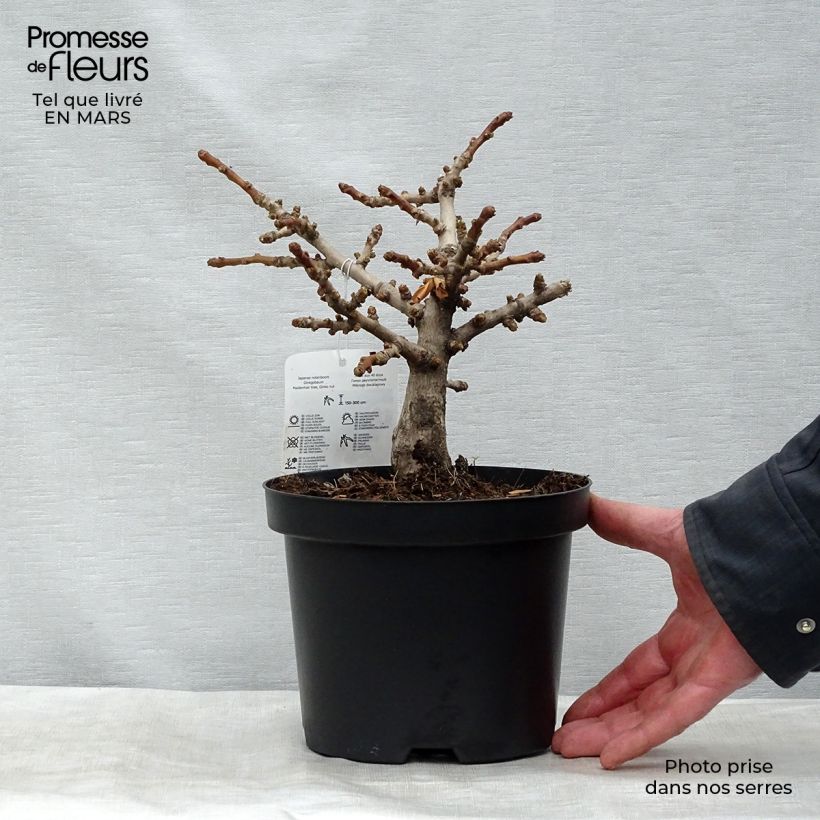 Spécimen de Ginkgo biloba Mariken - Arbre aux quarante écus nain en pot de 2L/3L tel que livré au printemps