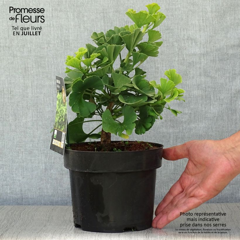 Spécimen de Ginkgo biloba Mariken - Arbre aux quarante écus nain Pot de 2L/3L, Touffe tel que livré en été