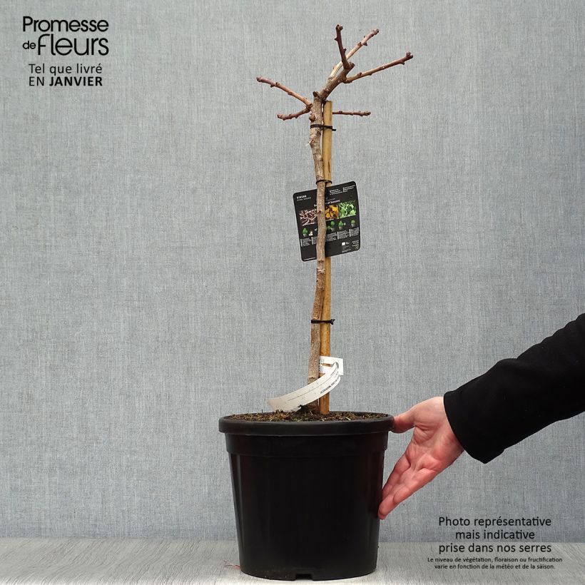 Spécimen de Ginkgo biloba Mariken - Arbre aux quarante écus nain sur tige de 40 cm en pot de 7,5L/10L tel que livré en hiver