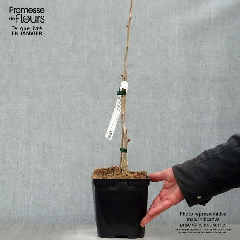 Spécimen de Ginkgo biloba Menhir - Arbre aux quarante écus  tel que livré en hiver