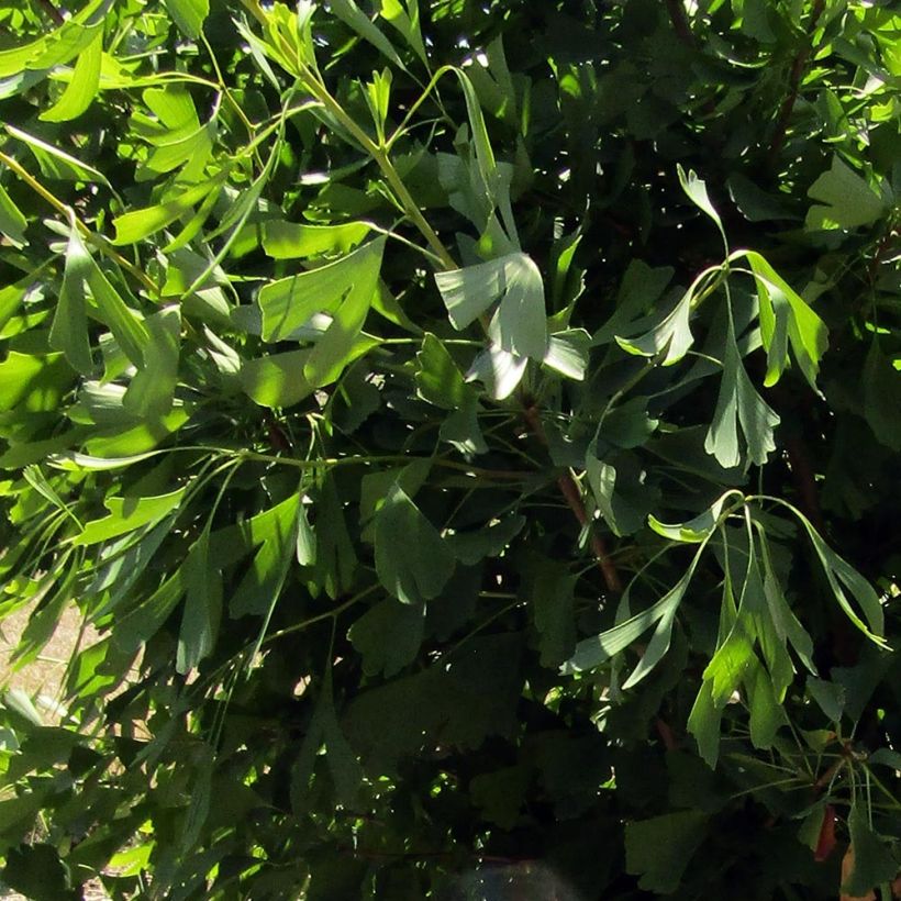 Ginkgo biloba Saratoga - Arbre aux quarante écus (Feuillage)