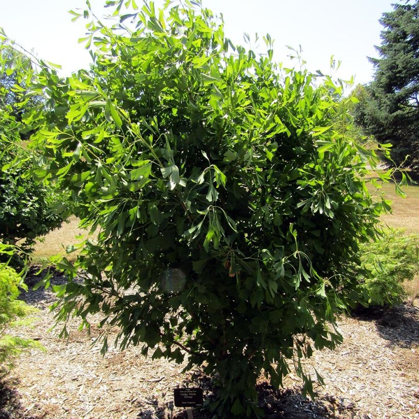 Ginkgo biloba Saratoga - Arbre aux quarante écus (Port)