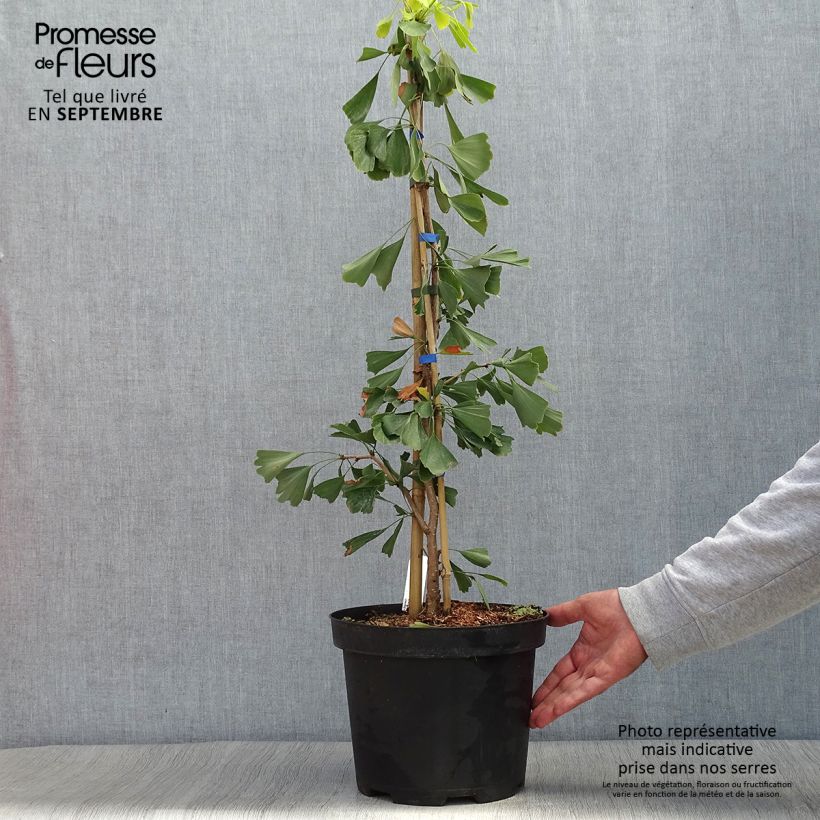 Spécimen de Ginkgo biloba Saratoga - Arbre aux quarante écus Pot de 7,5L/10L tel que livré en automne