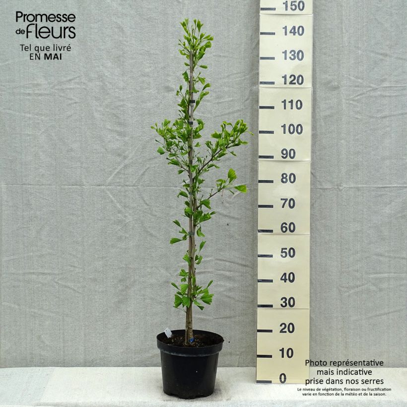 Spécimen de Ginkgo biloba Saratoga - Arbre aux quarante écus Pot de 7.5L/10L tel que livré au printemps