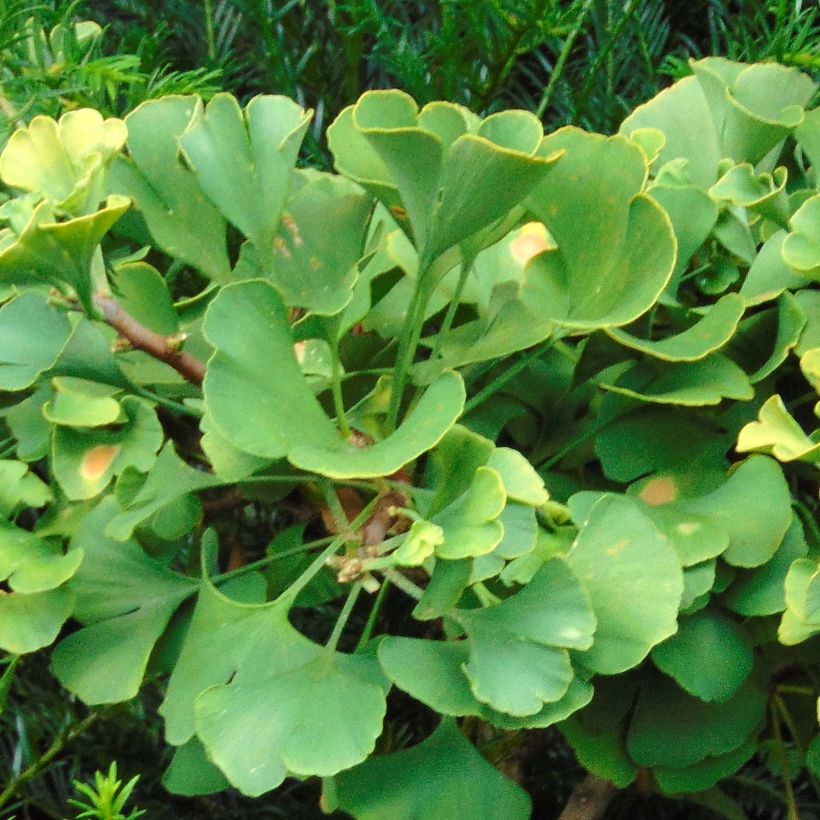 Ginkgo biloba Troll - Arbre aux quarante écus nain (Feuillage)