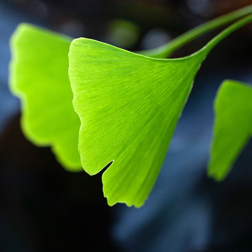 Ginkgo biloba Pendula - Arbre aux quarante écus (Feuillage)