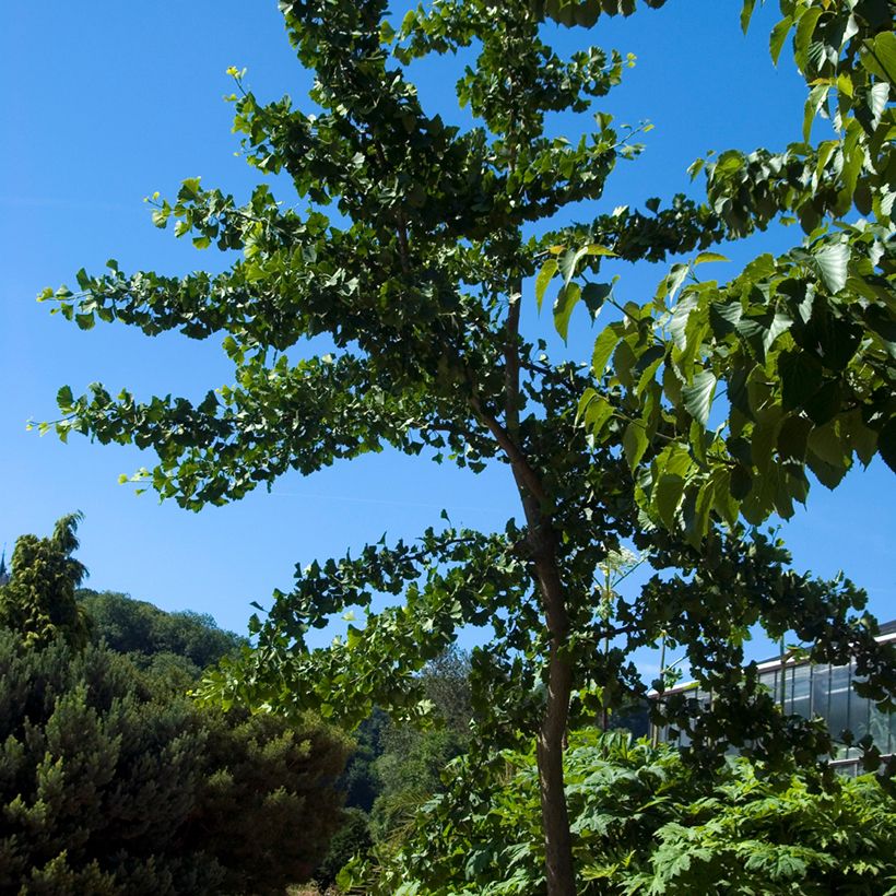 Ginkgo biloba Pendula - Arbre aux quarante écus (Port)