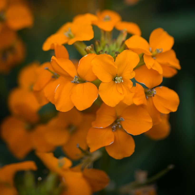 Giroflée, Erysimum Apricot Twist (Floraison)