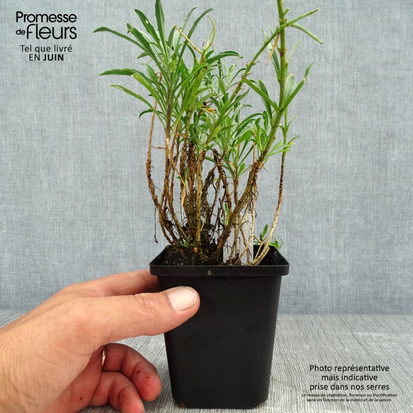 Spécimen de Giroflée - Erysimum Constant Cheer Godet de 8/9 cm tel que livré en été