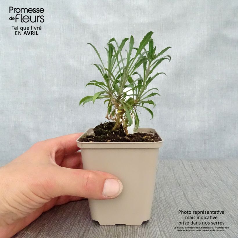 Spécimen de Giroflée - Erysimum Constant Cheer en godet de 9 cm tel que livré au printemps