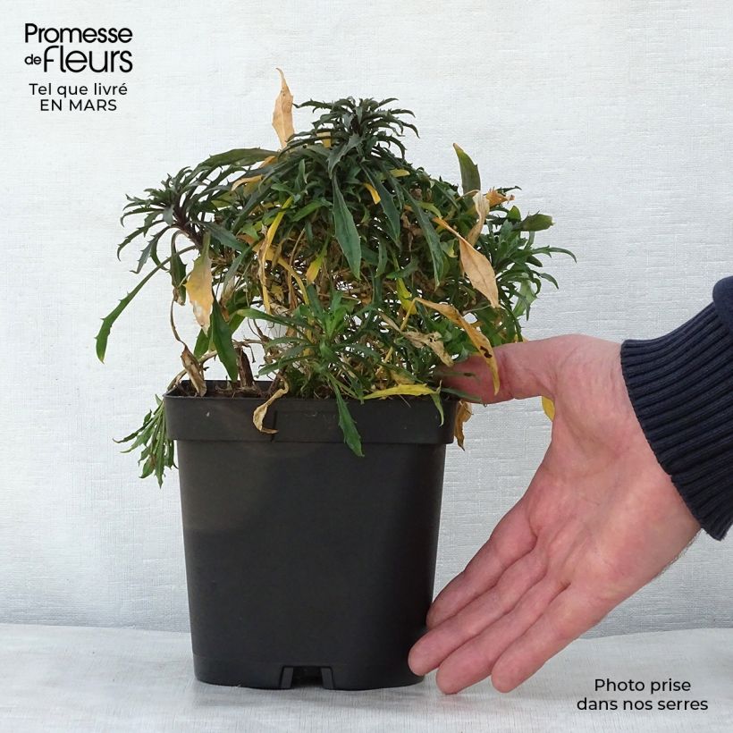 Spécimen de Giroflée - Erysimum Constant Cheer en pot de 2/3 litres tel que livré au printemps