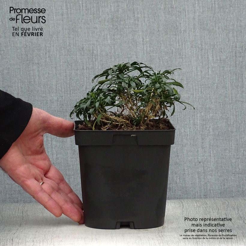 Spécimen de Giroflée - Erysimum Constant Cheer Pot de 2L/3L tel que livré en hiver
