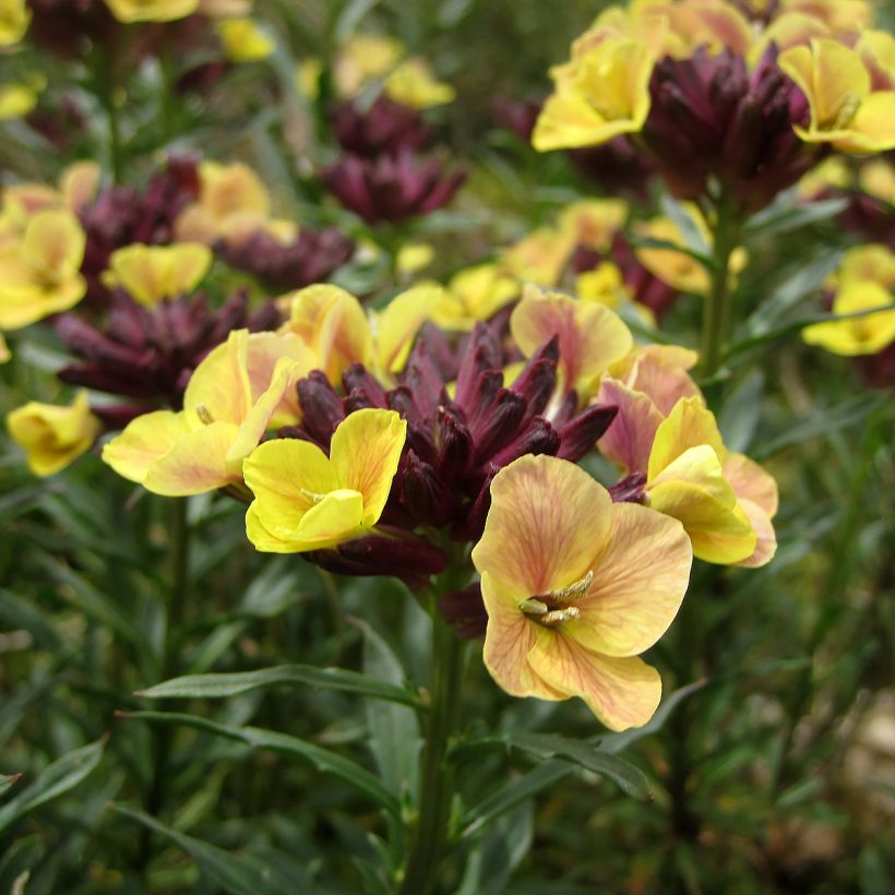 Giroflée, Erysimum John Codrington (Floraison)