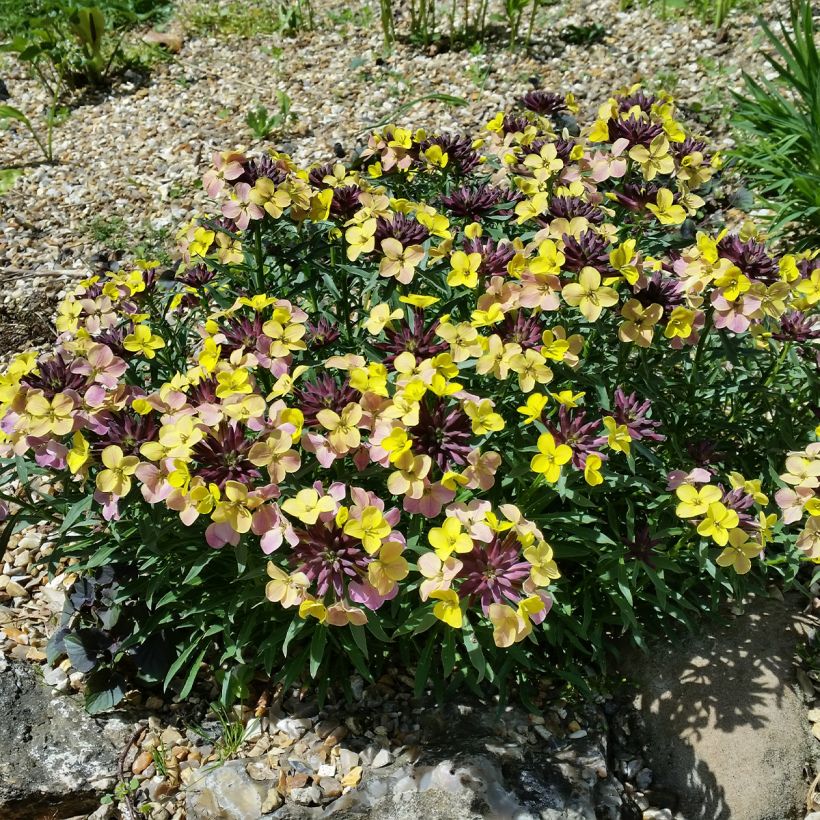 Giroflée, Erysimum John Codrington (Port)